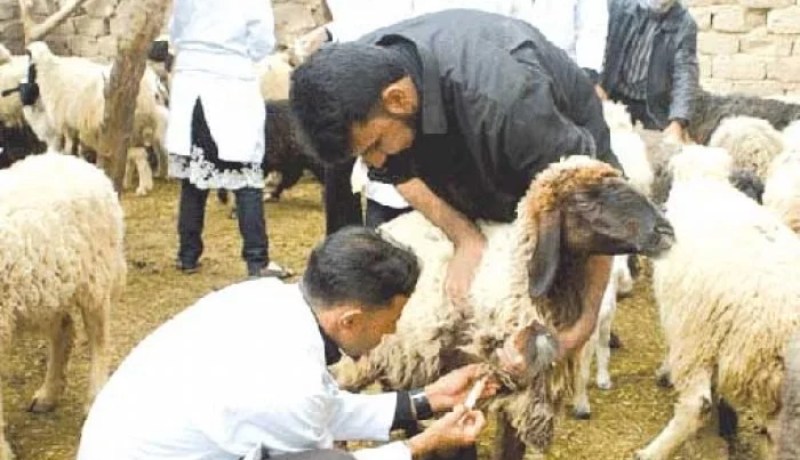 توزيع 5 ملايين جرعة من لقاح الطاعون والحمى القلاعية على 12 ولاية