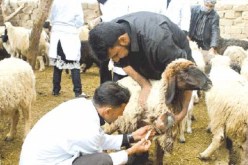 القرعة للحصول على اللقاح وتخفيف معاناة الموالين بالنعامة