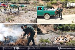 الشلف: توقيف شخص وحجز كمية من الفحم في غابة الدولة بتنس