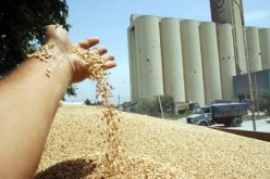 عشرين من المائة من الإنتاج الوطني للفرينة يُحوّلُ إلى أعلاف