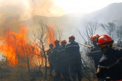 الحرائق أتلفت أكثر من ألفي غابة في الشرق والوسط