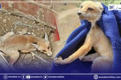 الشلف: الحماية المدنية تتدخل لإنقاذ ثعلب سقط داخل بئر عميقة بأبو الحسن
