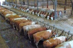 التحكم في وباء الحمى القلاعية بالبويرة