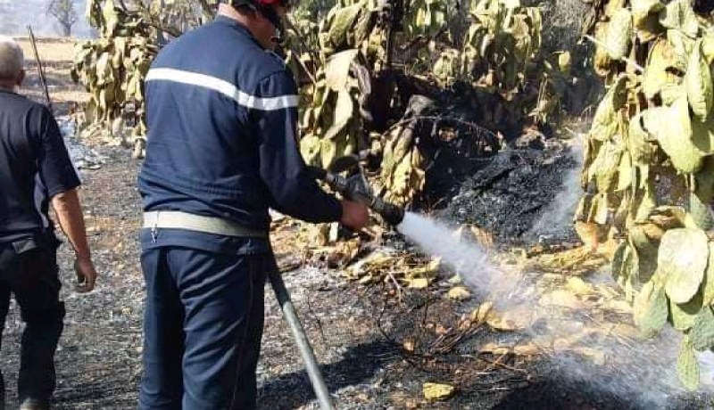 الشلف: إخماد حريق إندلع بمستثمرة فلاحية بأولاد عيسى بتاوقريت