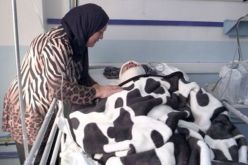 سوناطراك تكلف مصطفى مازا بمتابعة الحالة الصحية لمناصر مولودية الجزائر