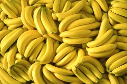 احباط محاولة تهريب 235 طن من الموز بالميناء الجاف للسانية بوهران