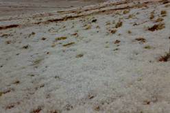 البرد يأتي على 3.200 هكتار من حقول الحبوب بأم البواقي