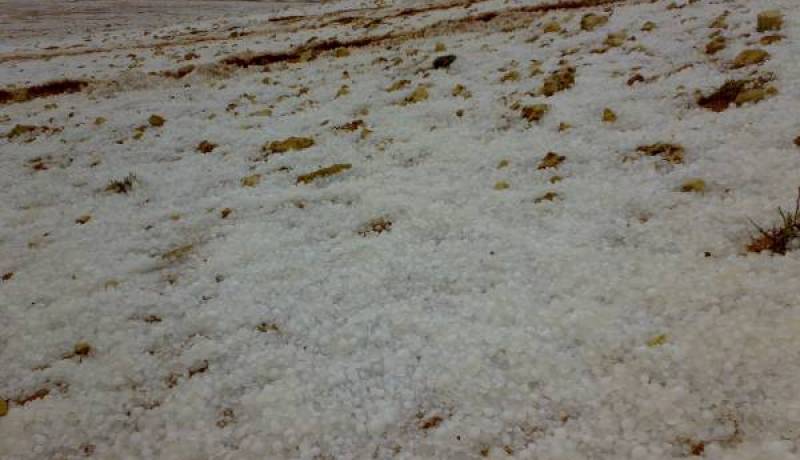 البرد يأتي على 3.200 هكتار من حقول الحبوب بأم البواقي