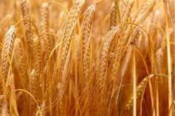 تسع ملايين قنطار من الشعير معرضة إلى الفساد