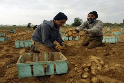 جني 960 ألف قنطار من البطاطا الموسمية بولاية معسكر