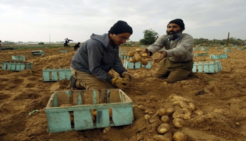 جني 960 ألف قنطار من البطاطا الموسمية بولاية معسكر