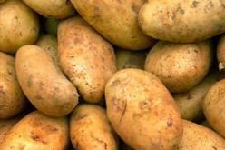 جني أكثر من 56.47 طن من البطاطس بولاية الشلف