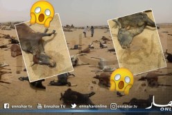 برج باجي مختار.. نفوق 47 رأس من الغنم وعدد من الأبقار بتيمياوين