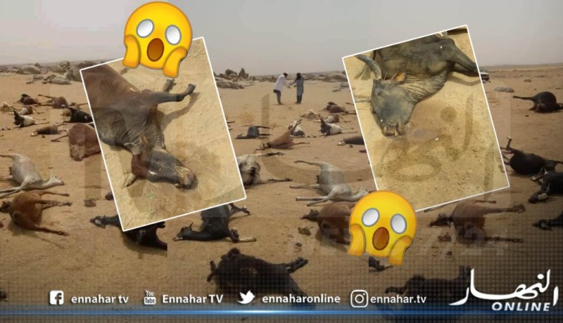 برج باجي مختار.. نفوق 47 رأس من الغنم وعدد من الأبقار بتيمياوين