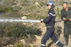 الشلف: الحماية المدنية تخمد حريقا إندلع في أحراش سيدي بوقوفة بالمرسى