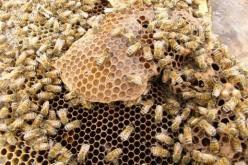 النحل يمنع خلافا بين فلاحين في الجزائر