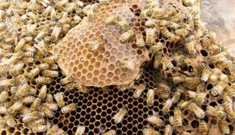 النحل يمنع خلافا بين فلاحين في الجزائر