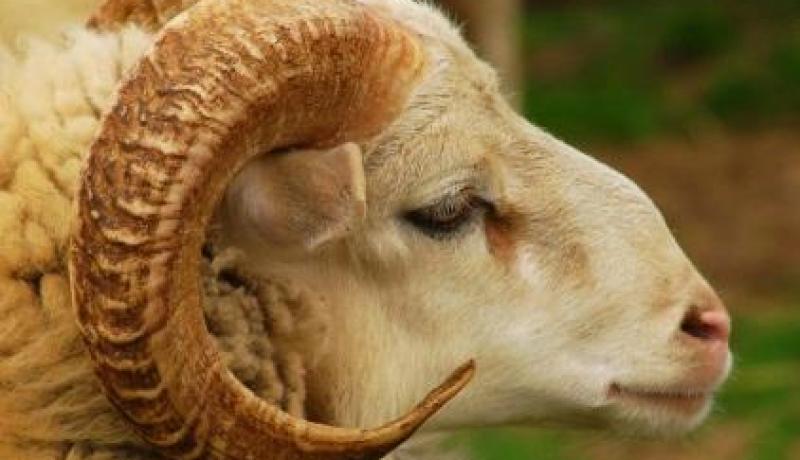 يربون الكلاب ويعافون الكباش