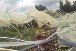 إتلاف 160 بيت بلاستيكي بفعل الرياح في عين تموشنت