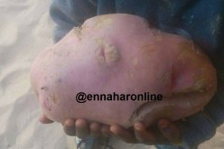 حبة بطاطا من الحجم الكبير تشعل “الفايسبوك”