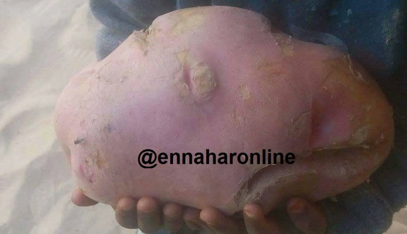 حبة بطاطا من الحجم الكبير تشعل “الفايسبوك”