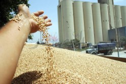 ديوان الحبوب يستثمر في إنتاج القمح الصلب