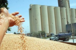 ربيعي الربيع اغتالته مافيا القمح خوفا من كشف أمرها