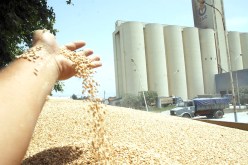 الشعيـر بــ 2750 دينار بداية من الأحد