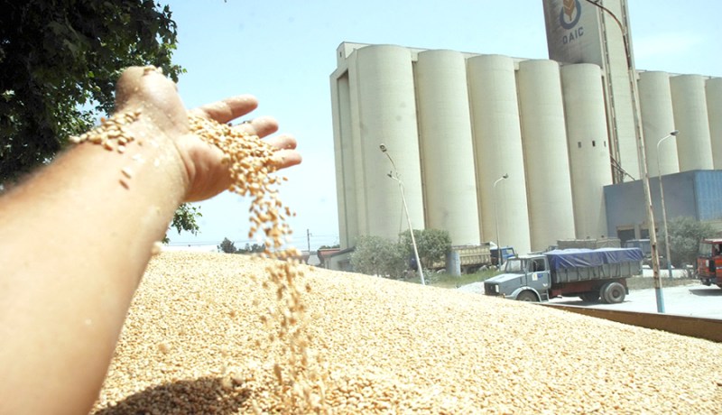 الشعيـر بــ 2750 دينار بداية من الأحد