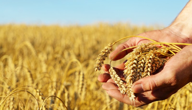 الجزائر أول المستوردين للقمح الأوروبي بعد السعودية