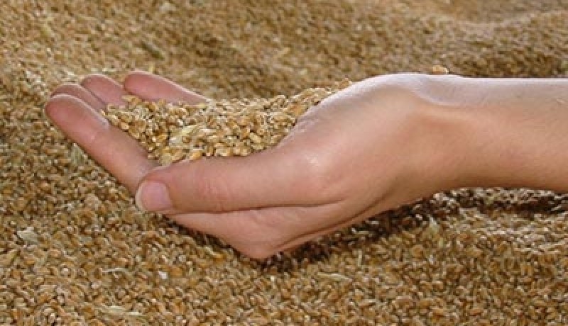 النيابة تتهم قاسم بالتسبب في ضياع 140 ألف طن من الحبوب