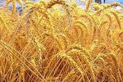 ثلثا الإنتاج الوطني للحبوب اختفى ولقاء طارئ مع رؤساء التعاونيات هذا الأربعاء