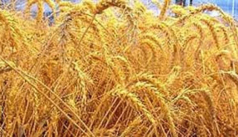 ثلثا الإنتاج الوطني للحبوب اختفى ولقاء طارئ مع رؤساء التعاونيات هذا الأربعاء