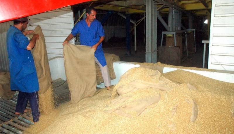 واردات الجزائر من القمح تتراجع بأكثر من 31 بالمئة سنة 2010