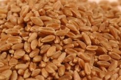 أسعار القمح ترتفع في جويلية بسبب موجة الحر في روسيا