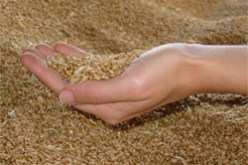 توقعات بأن تصل فاتورة استيراد القمح الى  1.2 مليار دولار سنة 2007