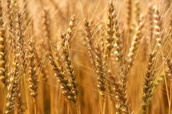 الجزائر تحتل المرتبة الأولى عالميا في استيراد القمح