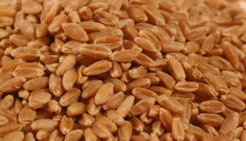 الفاو تحذر من ارتفاع أسعار القمح بعد توقيف صادرات روسيا