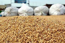 فاتورة واردات الجزائر من القمح ترتفع بـ 12 % في أقل من عام