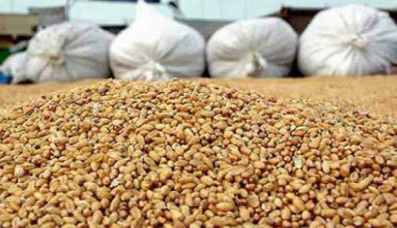 ضعف المحصول الفرنسي وتراجع الأورو يزيد من مبيعات ألمانيا من القمح للجزائر