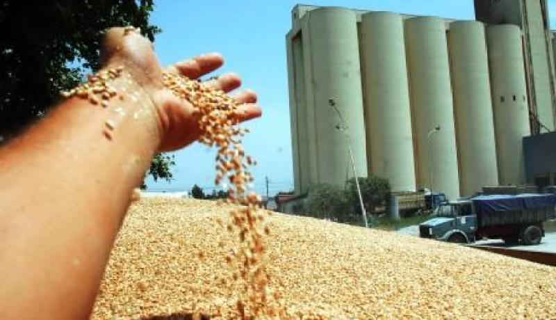 15 متعاملا أمام العدالة سلموا قمحا مغشوشا لديوان الحبوب