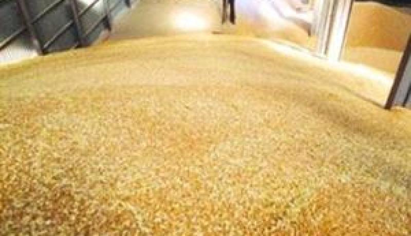مدير الديوان الوطني للحبوب يدعو من تيارت لدعم سياسة الإنتاج