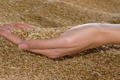 قمح فرنسي‮ ‬مسموم للجزائريين