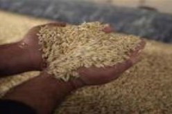 تلف مساحات معتبرة من حقول الحبوب جراء تقلبات الطقس الأخيرة بقسنطينة