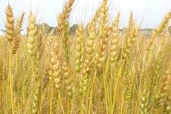 توقعات بتحقيق إنتاج من الحبوب بمليون و600 ألف قنطار بسوق أهراس