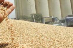 انخفاض فاتورة الواردات الجزائرية من القمح بأكثر من 11 بالمائة خلال الشهرين الأولين لسنة 2013