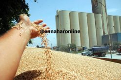 480 ألف طن صادرات فرنسا من القمح نحو الجزائر