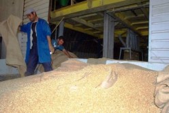 مخــــزون الجـــــزائر من الفرينــــة يكفي لثلاثــــة أيــــام فقط.