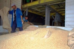 مخزون القمح اللين في الجزائر يكفي لمدة 6 أشهر فقط