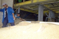 خبز للجزائريين مصنوع من قمح فرنسي‮ ‬مسموم